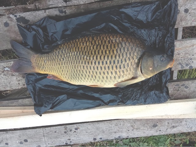 Путин высказался о потреблении россиянами рыбы