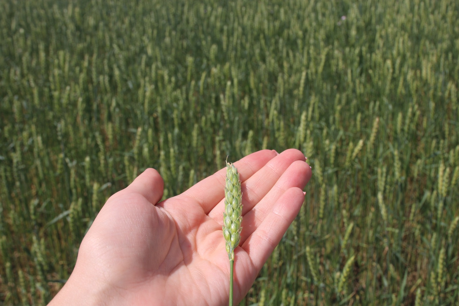 Производитель биопрепаратов впервые экспортировал продукцию в Монголию