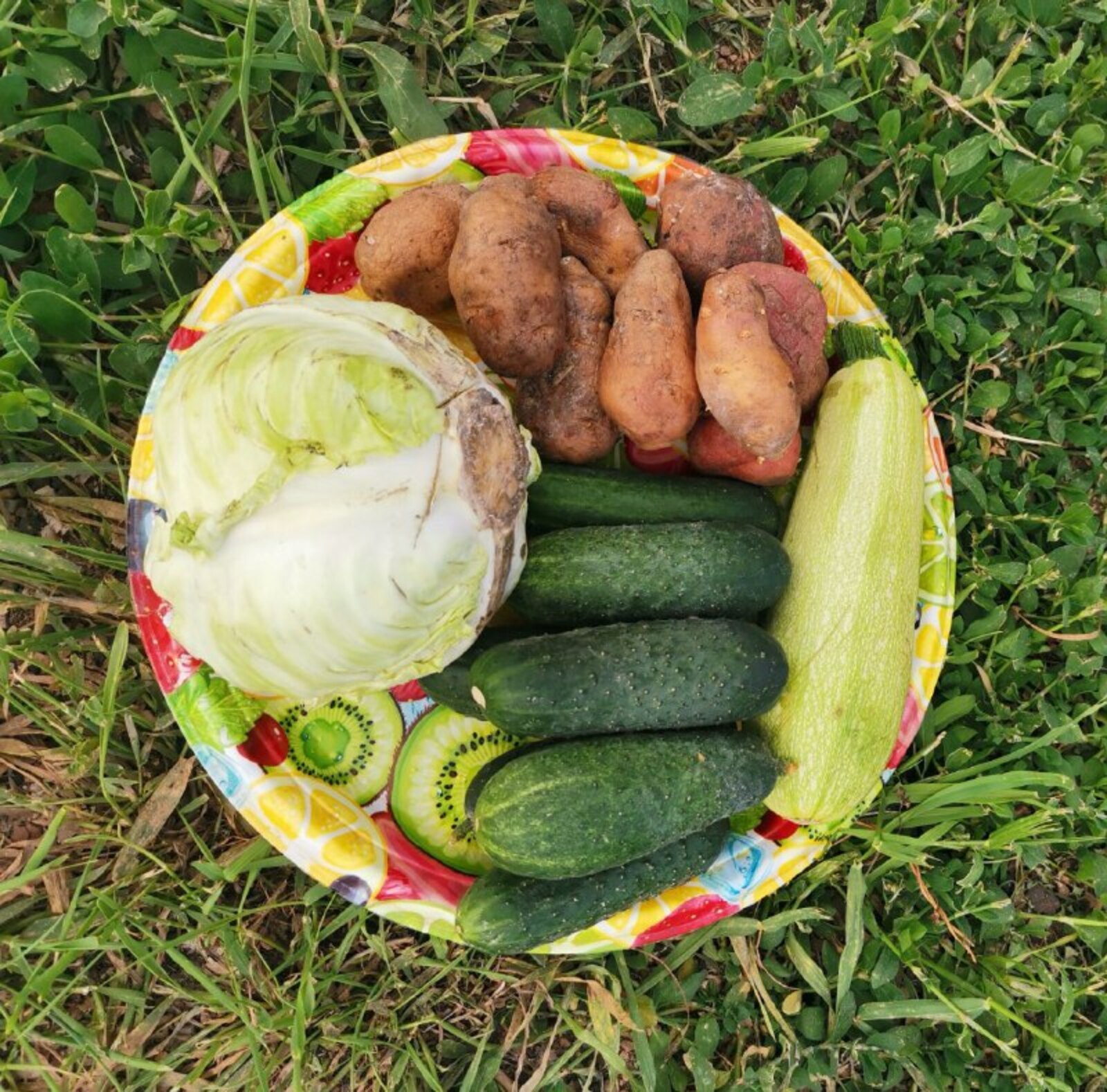 Самозанятые Республики Башкортостан получат новые меры господдержки для выращивания овощей