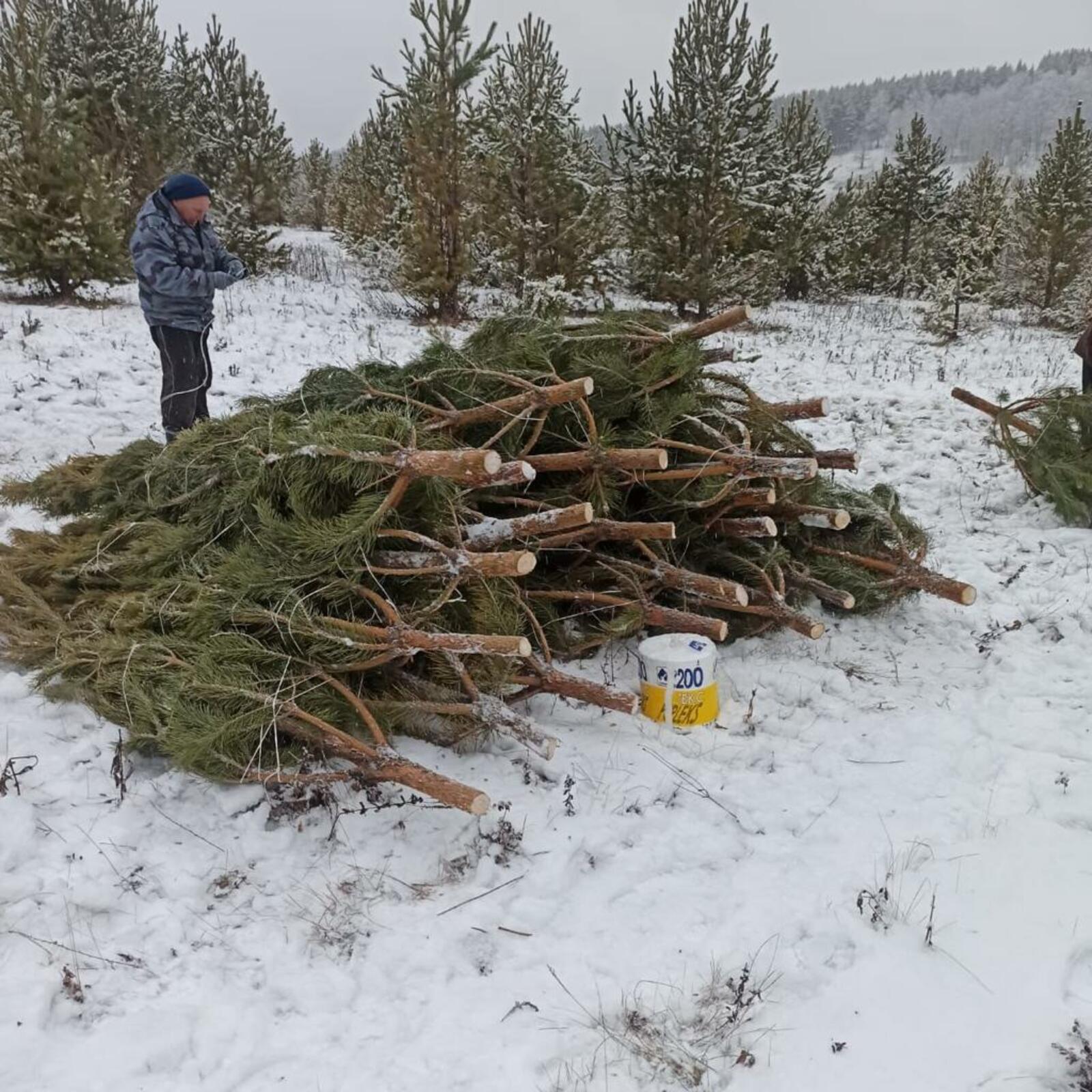 К новогодним праздникам лесоводы Башкортостана заготовят около 50 тысяч хвойных деревьев