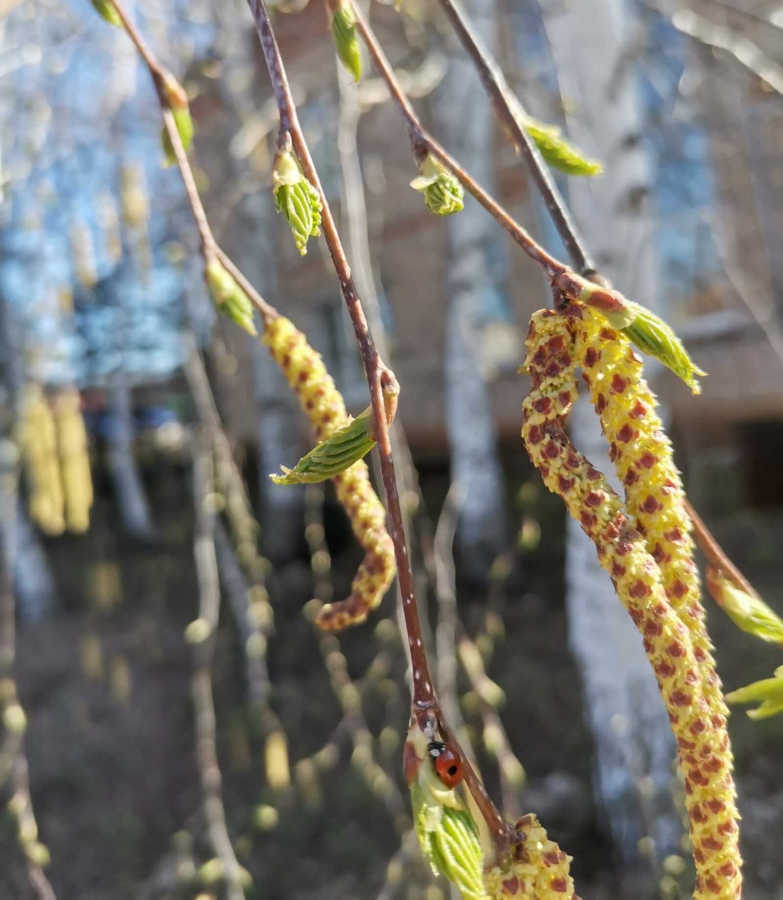 Минлесхоз Башкирии увеличит число систем видеомониторинга «Лесохранитель»