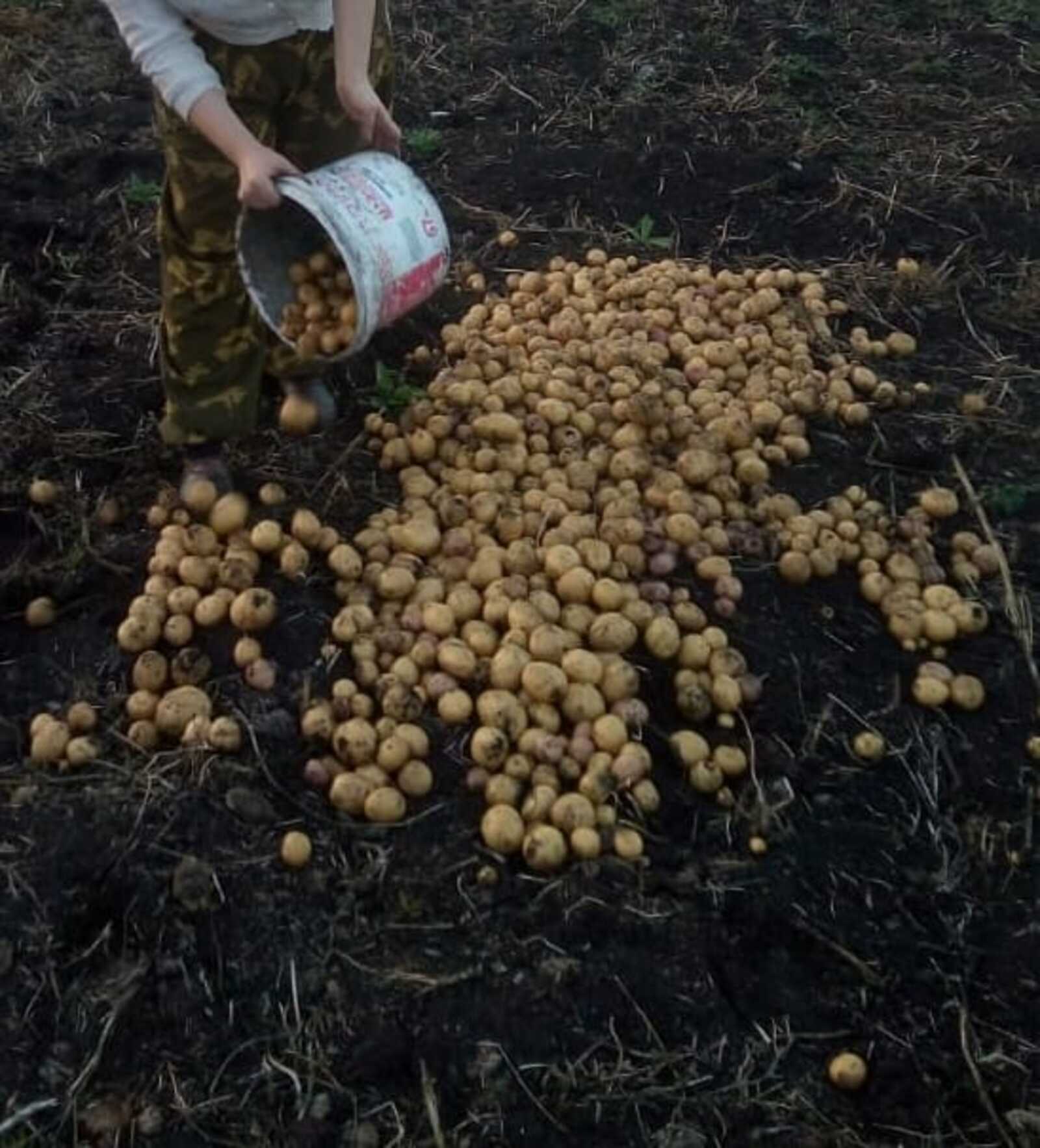 Сельхозпредприятие Башкортостана экспортировало в Казахстан 27 тонн картофеля