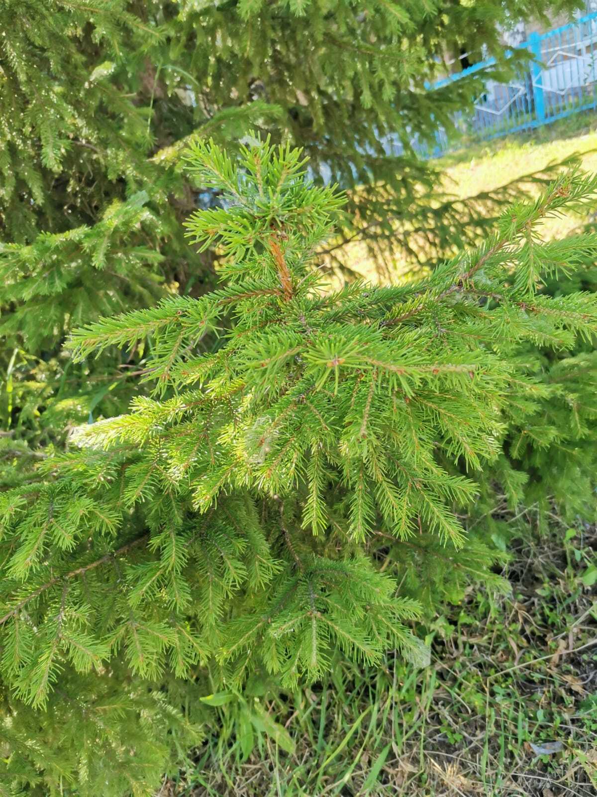 Минлесхоз Башкирии увеличит число систем видеомониторинга «Лесохранитель»