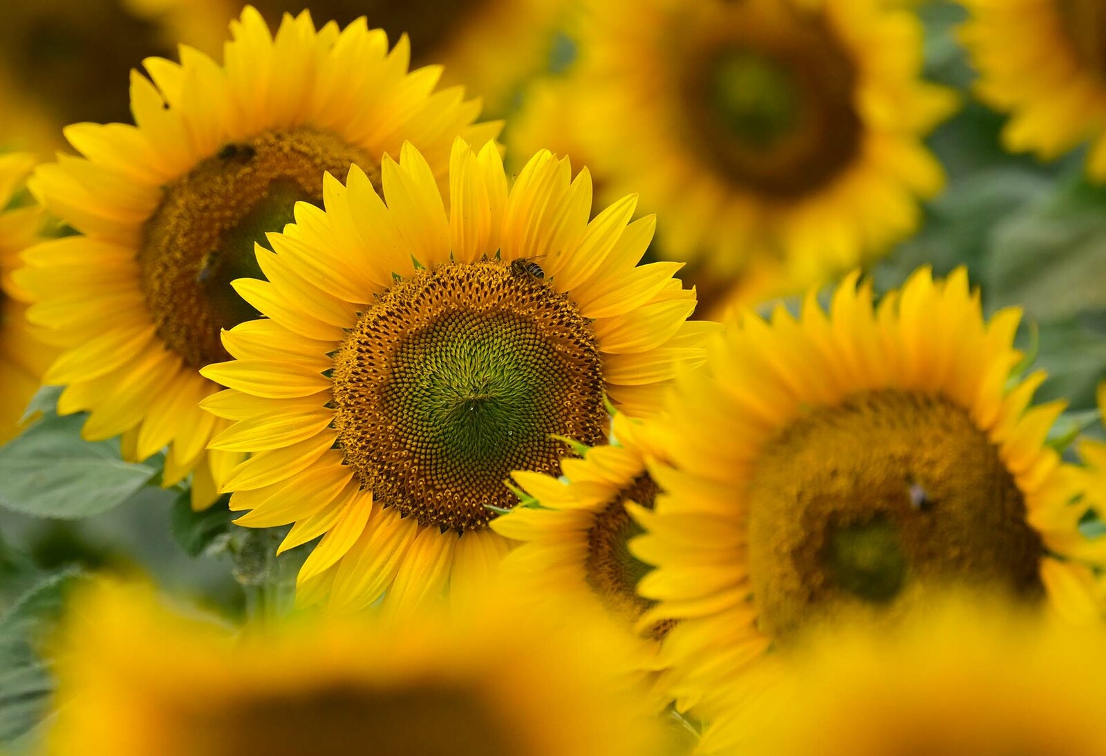 Башкирия экспортировала в Туркменистан пробную партию подсолнечного шрота