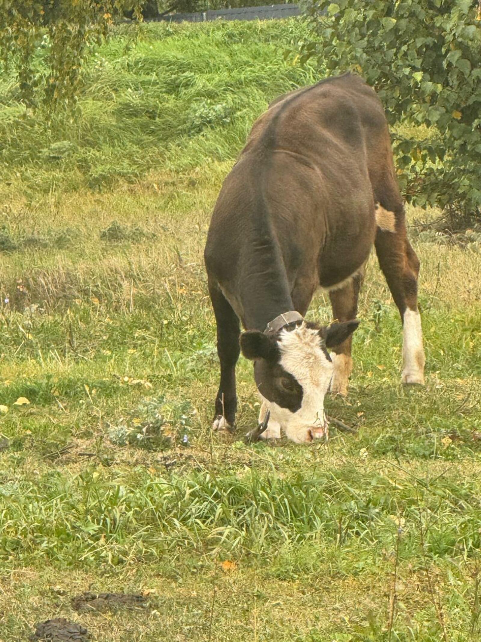 Башкирия экспортировала в Латвию ценную кормовую добавку для животных