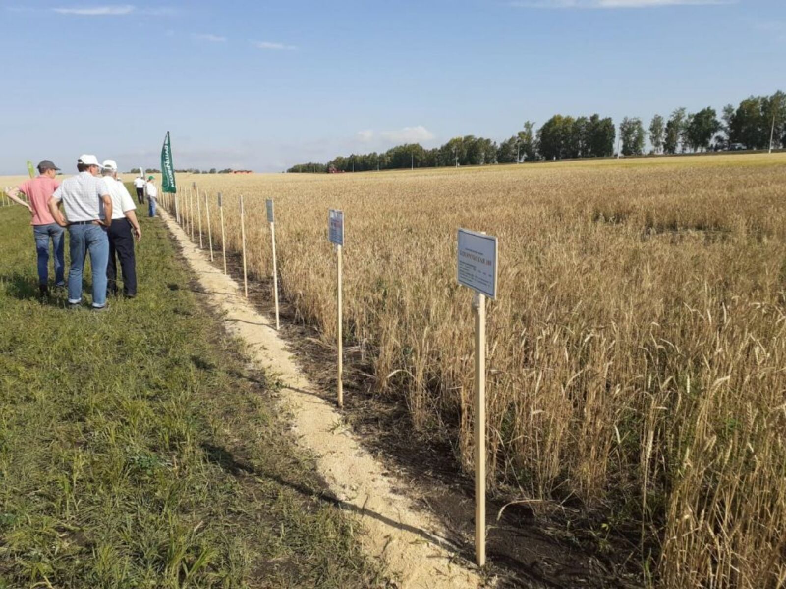 Ученые УФИЦ РАН получили грант на создание селекционно-семеноводческого центра