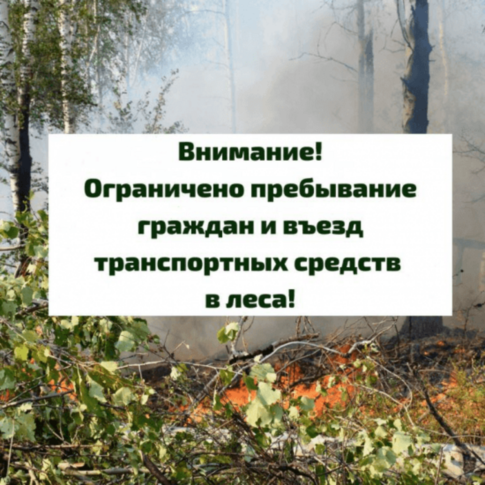 В лесах Республики Башкортостан введено ограничение пребывания граждан и въезда в них транспортных средств