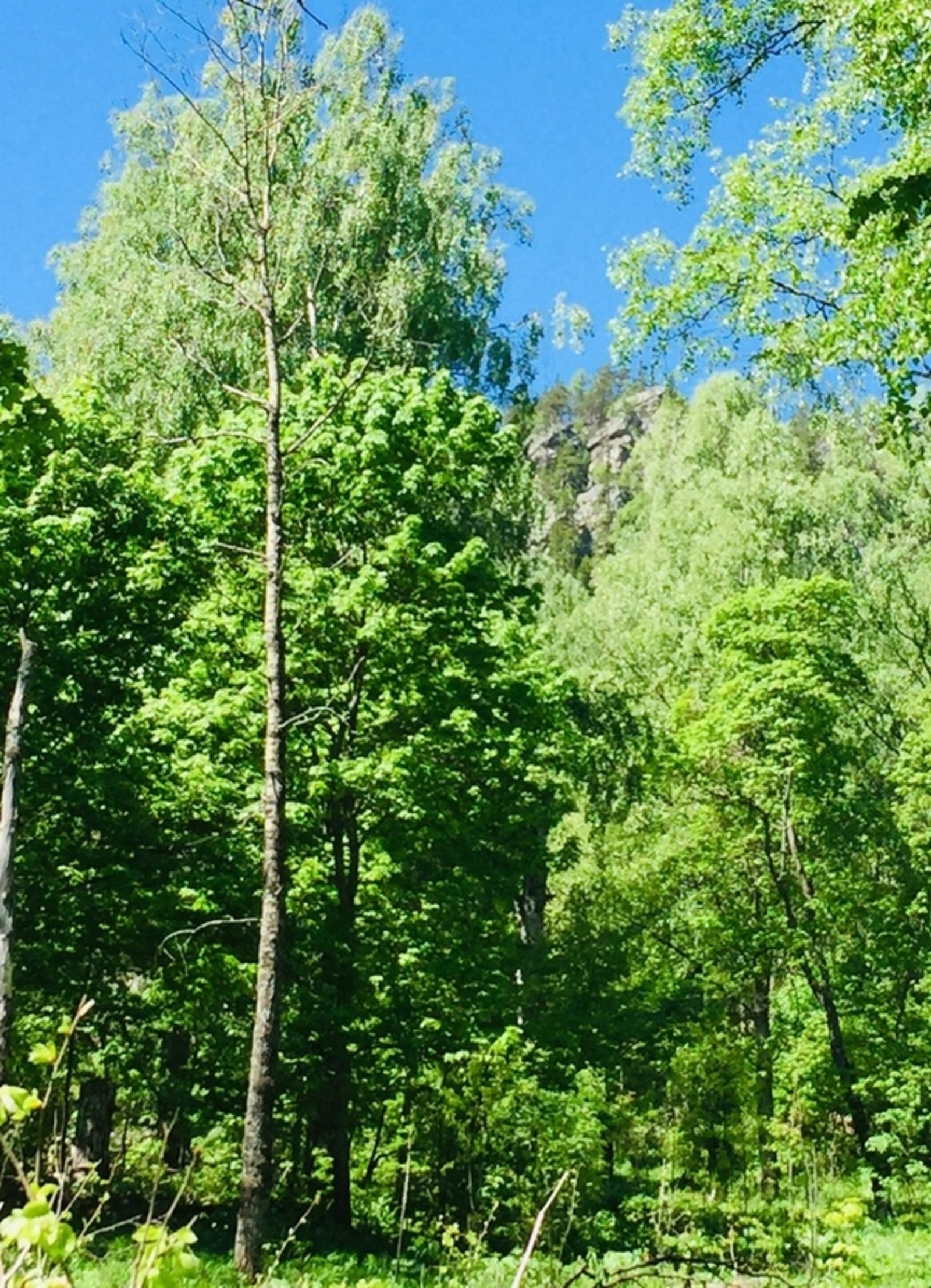 Башкирия вошла в Топ-10 по высадке деревьев в рамках акции «Сад Памяти»