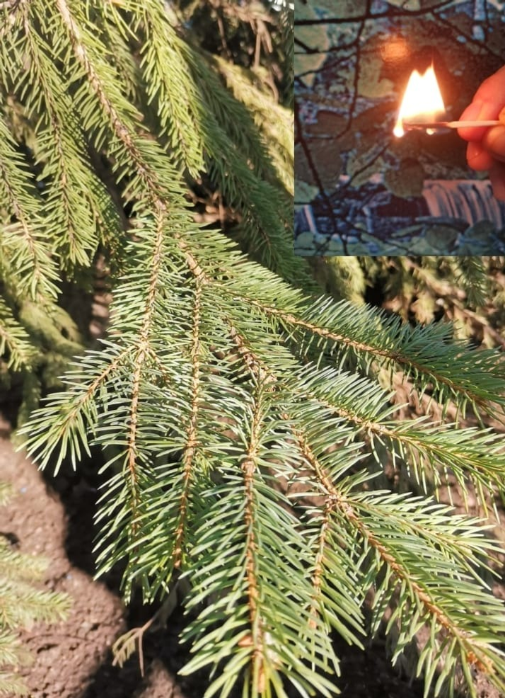 Фото Л. КАНТИМЕРОВОЙ.